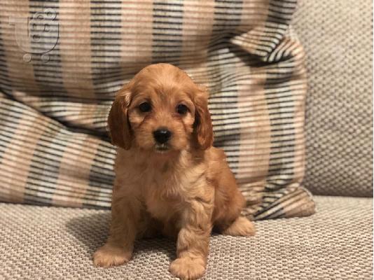 Πωλούνται καθαρόαιμα κουτάβια Cavapoo