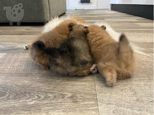 PoulaTo: Εκπληκτικά κουτάβια Pomeranian