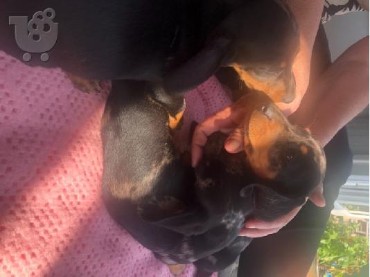 Υπέροχα κουτάβια Dachshund