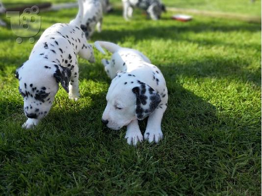 PoulaTo: Κουτάβια Dalmation προς πώληση