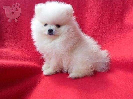 PoulaTo: Pomeranian κουτάβια KC reg