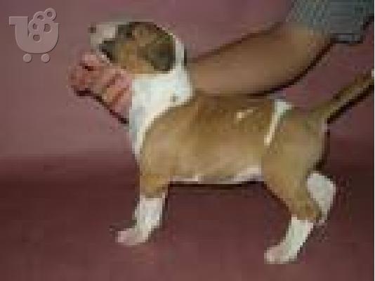 PoulaTo: καλύτερα από ποτέ bull terrier κουτάβια