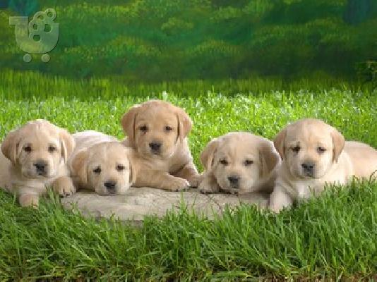 LABRADOR