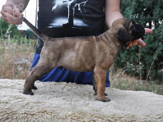 Κουτάβια Cane Corso