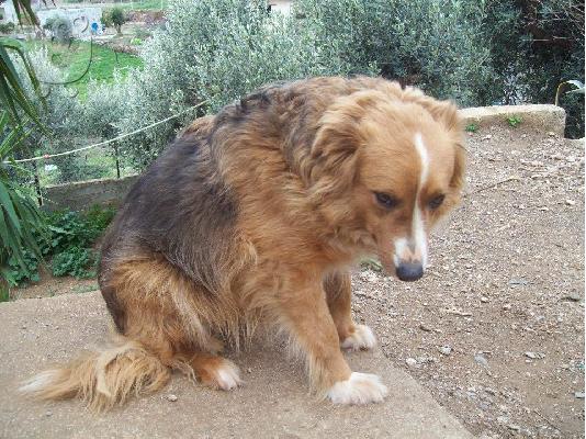 Σκυλιτσα μικρομεσαιου μεγεθους χαριζεται