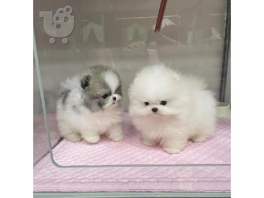 PoulaTo: Καταπληκτικά κουτάβια από Pomeranian!