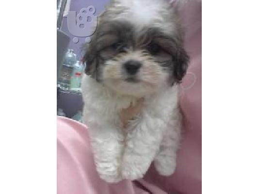 Shih stu