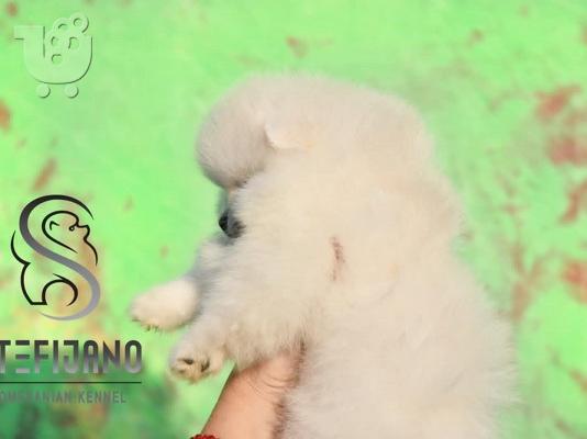 Λευκά κουτάβια Pomeranian Boo