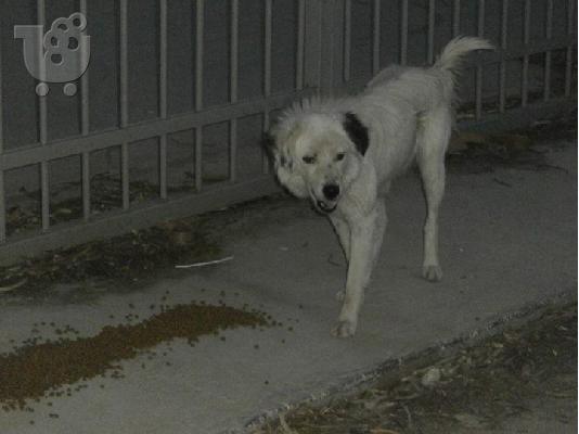 Λευκα ημιαιμα τσοπανοσκυλακια εγκαταληφθηκαν κ χαριζονται...
