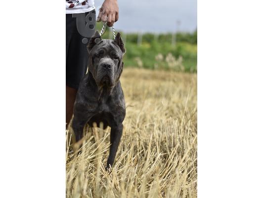 Κουτάβια Cane Corso