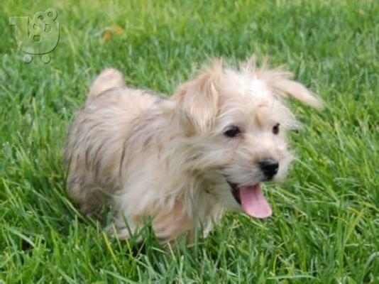 PoulaTo: Norfolk puppies