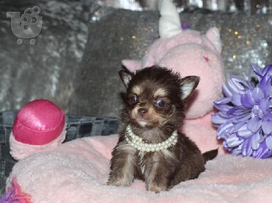 AKC Chihuahua Puppies