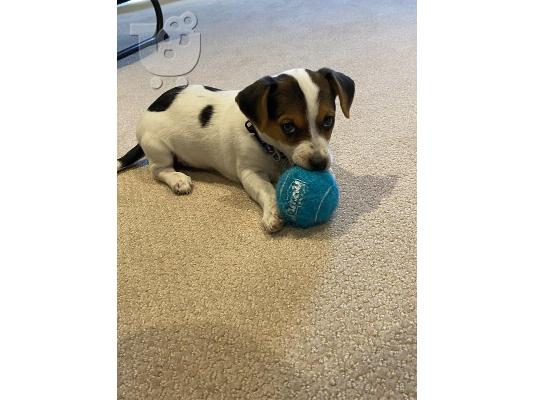 PoulaTo: Διαθέσιμα κουτάβια Jack Russell Terrier