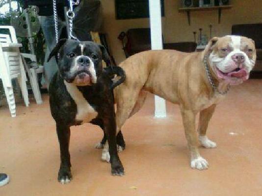 pit bull