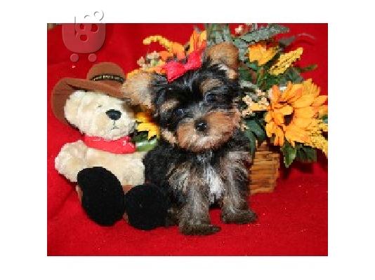 Yorkshire Terrier Super Mini, Eλευσινα