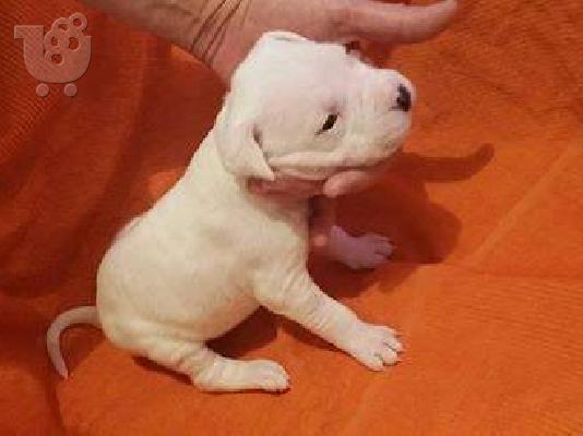 Dogo Argentino καθαροαιμα κουταβια 6979314054 ΕΛΛΑΔΑ