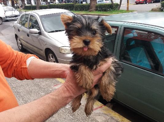 PoulaTo: Κουτάβια Pomeranian