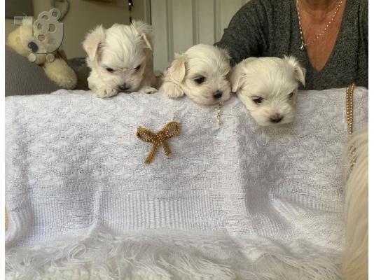 AKC Chihuahua Puppies