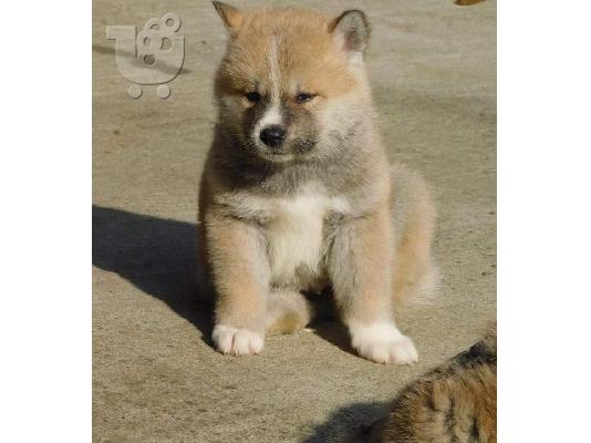 Ιαπωνικά κουτάβια akita