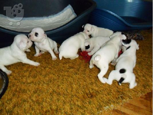 PoulaTo: Πωλουνται Γαλλικα Μπουλντογκ - French Bulldog: