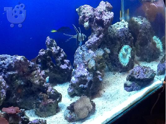 OPEN REEF 60lt