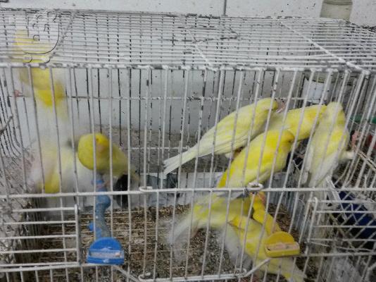 PoulaTo: Πωλουνται καναρινια