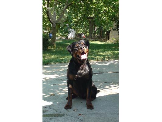PoulaTo: πωλουνται κουταβια rottweiler