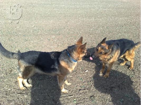 German Shepherd
