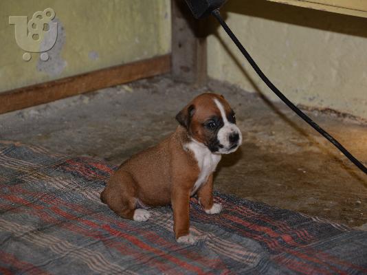 PoulaTo: boxer