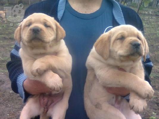 PoulaTo: GOLDEN RETRIEVER
