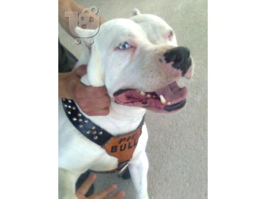 PoulaTo: ΑΜΕΡΙΚΑΝΙΚA PITBULL RED NOSE