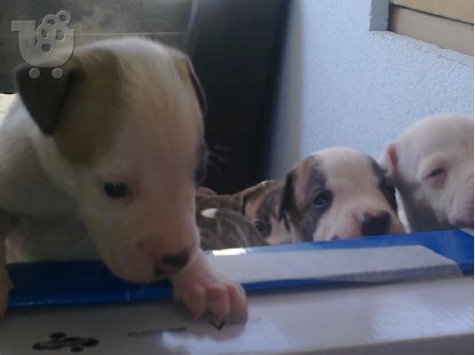 PIT-BULL Staffordshire