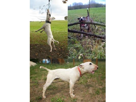 PoulaTo: Bull terrier-Μπουλ τεριέ