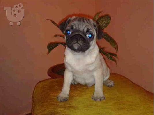 Pug-Πάγκ