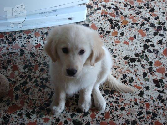 PoulaTo: Κουτάβια Golden Retriever Χρυσός Θηραματοφόρος