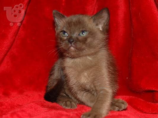 PoulaTo: European Burmese Kittens