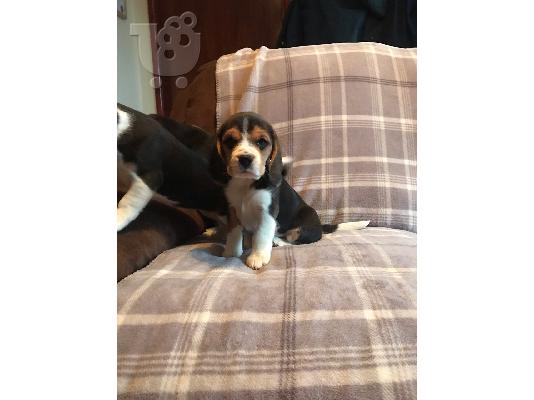 Διαθέσιμα κουτάβια Beagle