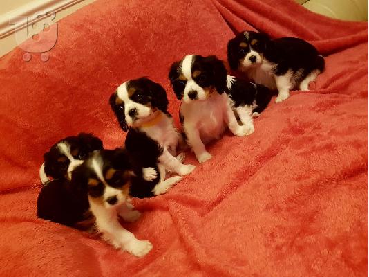 Έχω τα κουτάβια Cavalier King Charles Spaniel προς πώληση.