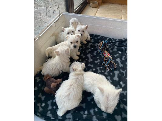 PoulaTo: Havanese