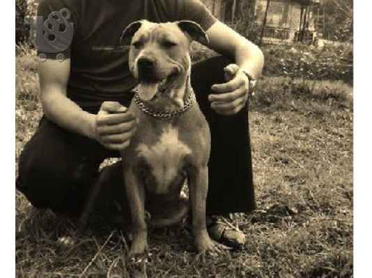 PITBULL