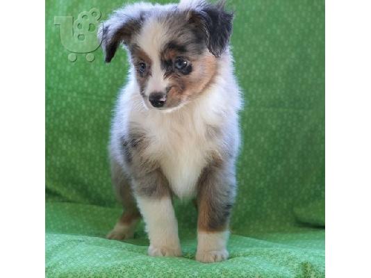 PoulaTo: Australia Shepherd