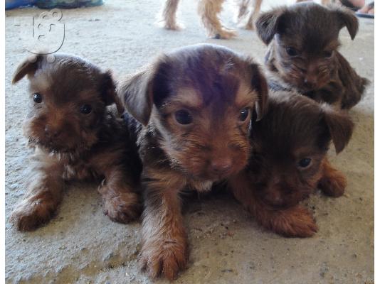 PoulaTo: Πωλούνται Yorkshire Terrier