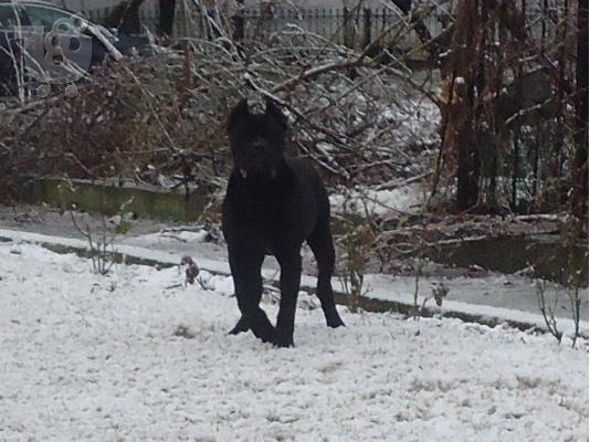 cane corso