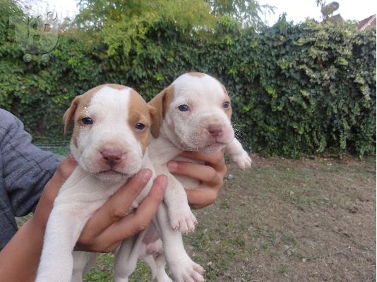 pitbullakia