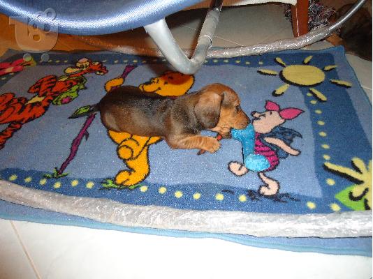 dachshund dackel κουταβι Ντάτσχουντ