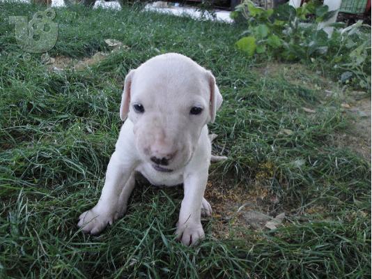 PITBULL