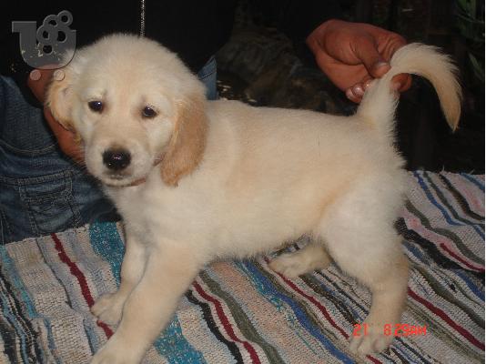 PoulaTo: golden retriever