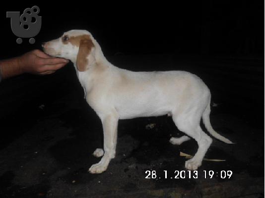 istrian hound