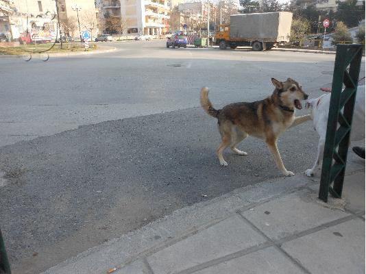 Χαρίζεται Λυκόσκυλο Αρκτούρου