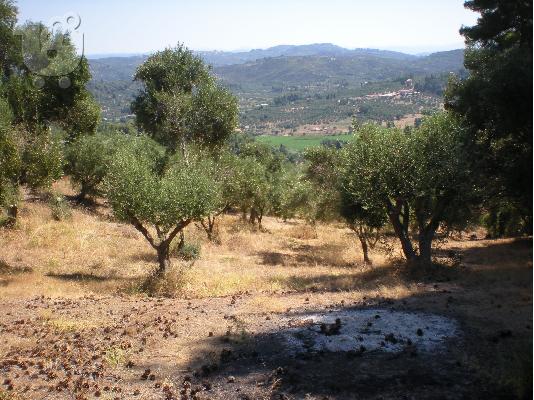 Αγροτεμάχιο 4600τμ στην Κρέστενα